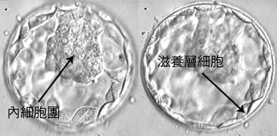 广州代妈